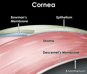 corneal layers diagram